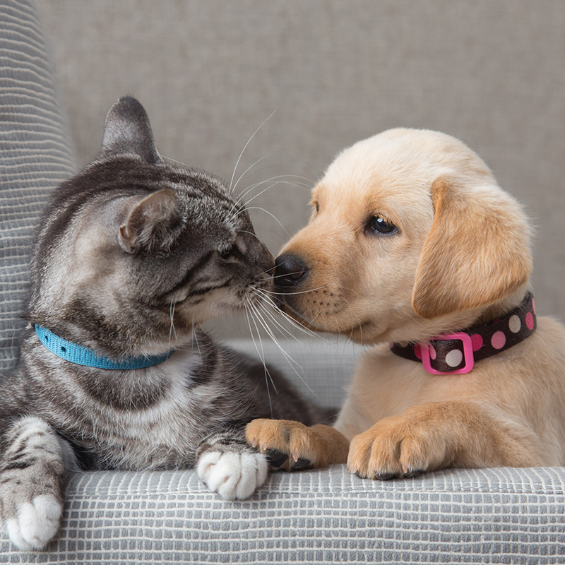 Pet bucket wet wipes
